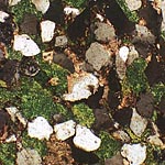 Dünnschliffbild 1