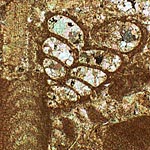 D&uuml;nnschliffbild 2